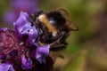 Bumblebee is gathering pollen from prunella vulgaris. Animals in wildlife.