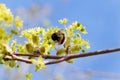 Bumblebee is gathering pollen from a sprig of blossoming maple. Beauty in nature.