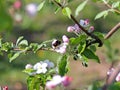 Bumblebee gathers nectar from the apple blossom. Blooming apple plantation. A young orchard of modern line-up on a spring sunny af