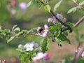 Bumblebee gathers nectar from the apple blossom. Blooming apple plantation. A young orchard of modern line-up on a spring sunny af