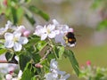 Bumblebee gathers nectar from the apple blossom. Blooming apple plantation. A young orchard of modern line-up on a spring sunny af