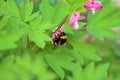 Bumblebee gathers nectar from beautiful flowers