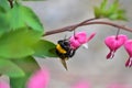 Bumblebee gathers nectar from beautiful flowers