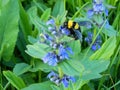 Bumblebee gathers nectar