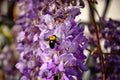 Bumblebee gathers a nectar from flowers of Wisteria sinensis or Chinese wisteria Royalty Free Stock Photo