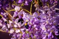 Bumblebee gathers a nectar from flowers of Wisteria sinensis or Chinese wisteria Royalty Free Stock Photo