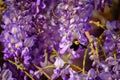 Bumblebee gathers a nectar from flowers of Wisteria sinensis or Chinese wisteria Royalty Free Stock Photo