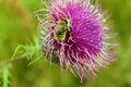 Bumblebee gathers nectar on a red-violet flower