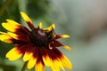 A Bumblebee Gathers Pollen