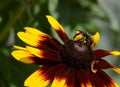 A Bumblebee Gathers Pollen