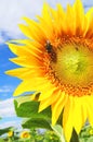 Bumblebee gathers pollen from sunflower on sunflower field