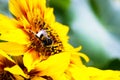 A bumblebee gathers pollen on a sunflower.