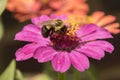 A Bumblebee gets a meal of Nectar from a Zinnia
