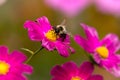 A Bumblebee Getting Pollen from a Cosmos Flower Royalty Free Stock Photo