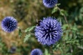 Bumblebee on The Globe thistles