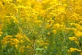 Bumblebee on goldenrod Royalty Free Stock Photo