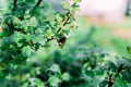 Bumblebee on gooseberry leaves.