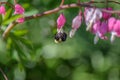 Bumblebee hanging from bleeding heart flowers in early spring Royalty Free Stock Photo