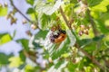 Bumblebee hanging on blooming currant flower and collecting pollen