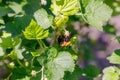 Bumblebee hanging on blooming currant flower and collecting pollen