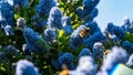 Bumblebee harvest pollen from a flowering blue ceanothus tree / bush Royalty Free Stock Photo