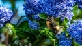 A Bumblebee harvesting and carrying pollen on a blue Ceanothus Royalty Free Stock Photo
