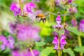 Bumblebee harvesting pollen of Dead Nettle wild flower Royalty Free Stock Photo