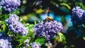 A Bumblebee harvesting pollen on top of a blue Ceanothus Royalty Free Stock Photo