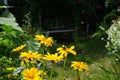 Bumblebee on a Heliopsis flower in the garden. Bombus terrestris is one of the most numerous bumblebee species in Europe. Berlin Royalty Free Stock Photo