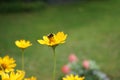 Bumblebee on a Heliopsis flower in the garden. Bombus terrestris is one of the most numerous bumblebee species in Europe. Berlin Royalty Free Stock Photo