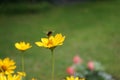 Bumblebee on a Heliopsis flower in the garden. Bombus terrestris is one of the most numerous bumblebee species in Europe. Berlin Royalty Free Stock Photo