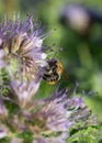 Bumblebee on a honey flower, phacelia