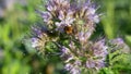 Bumblebee on a honey flower, phacelia
