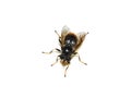 Hoverfly mimic bumblebee Volucella bombylans