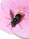Hoverfly mimic bumblebee Volucella bombylans