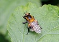 Bumblebee Hoverfly - Volucella bombylans var. plumata at rest. Royalty Free Stock Photo