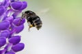 Bumblebee / humblebee pollination and collects nectar Royalty Free Stock Photo