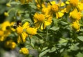 Bumblebee On Illinois Yellow Wildflower Royalty Free Stock Photo