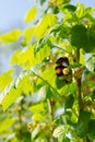 Bumblebee insect on blooming currant flower in a garden. Close up Royalty Free Stock Photo