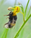 Bumblebee insect eaten by crab flower spider, close-up photo Royalty Free Stock Photo