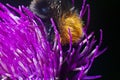 Bumblebee inside the Aster