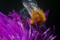 Bumblebee inside the Aster