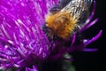 Bumblebee inside the Aster