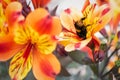 A bumblebee inside of a brightly coloured yellow, orange and red Alstroemeria lily