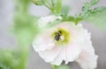 Bumblebee inside a Pink Hollyhock Flower Royalty Free Stock Photo
