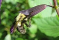 Bumblebee inside on purple flower in the garden, closeup