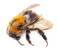 Bumblebee Isolated on white, macro Royalty Free Stock Photo