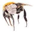 Bumblebee Isolated on white, macro Royalty Free Stock Photo