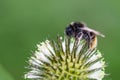 Bumblebee in its meritorious work Royalty Free Stock Photo