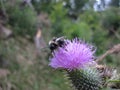 A bumblebee is lapping its tongue on a milk thistle Royalty Free Stock Photo